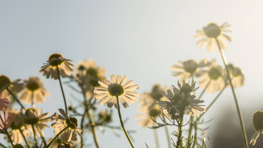 Frühlingsgefühle! Erwachen und aufblühen mit der Kraft der Natur