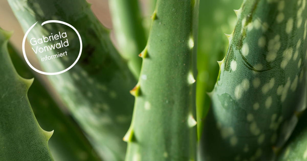Sommer – Sonne – Aloe