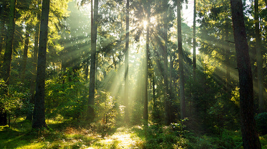 Ein Waldspaziergang ist wie Medizin