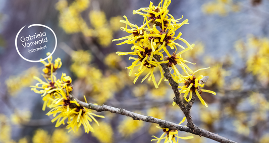 Hamamelis, die ZAUBERNUSS für Sensible Haut